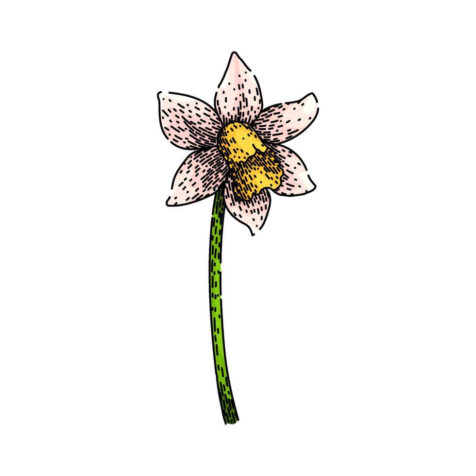 bulb daffodil sketch hand drawn vector