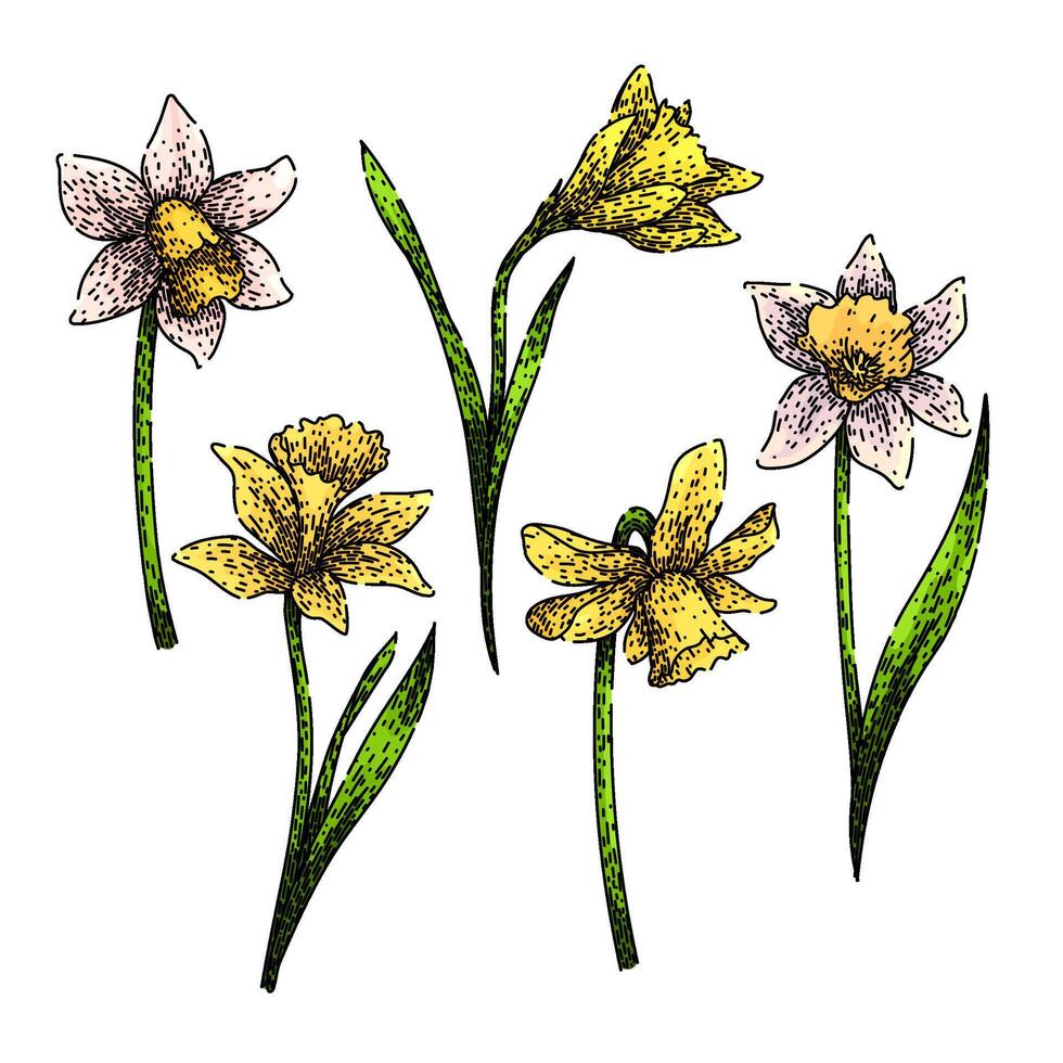 daffodil set sketch hand drawn vector