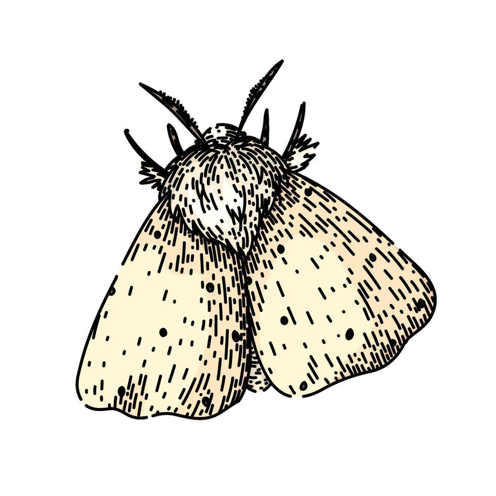 wings night moth sketch hand drawn vector