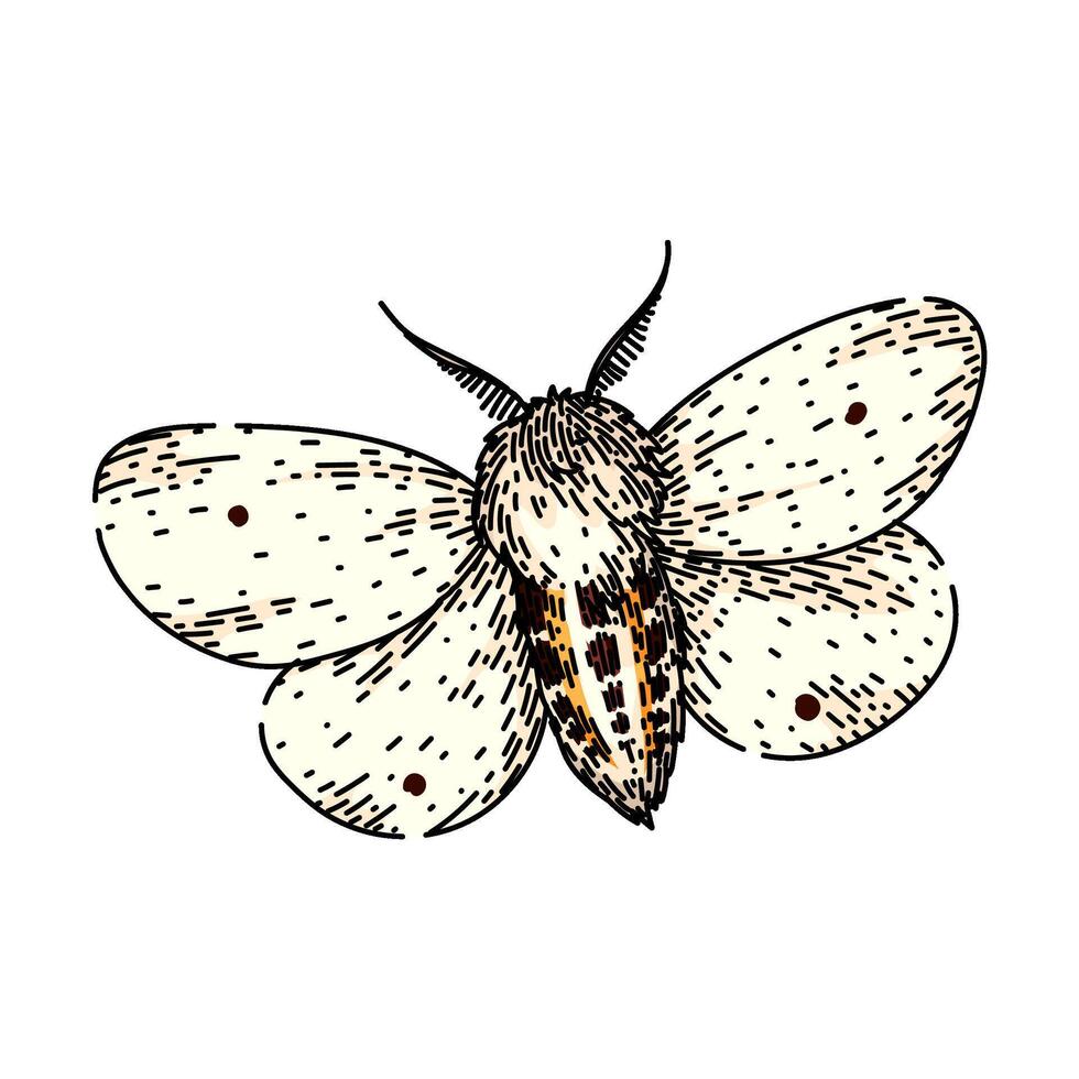 lepidoptera night moth sketch hand drawn vector