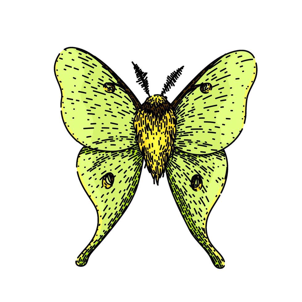 metamorphosis night moth sketch hand drawn vector