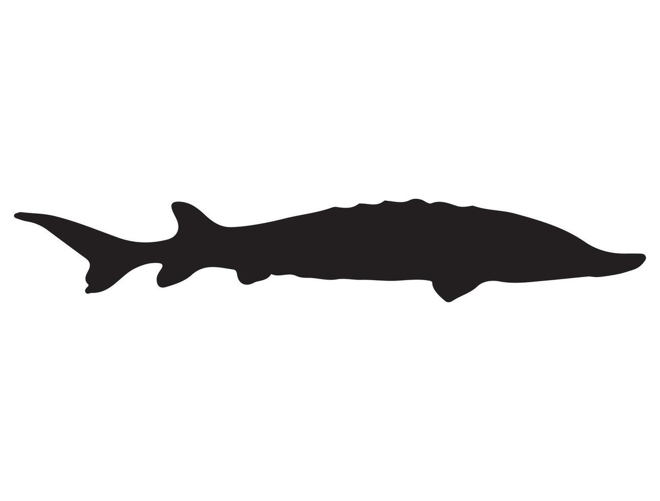 Sturgeon fish silhouette on white background vector