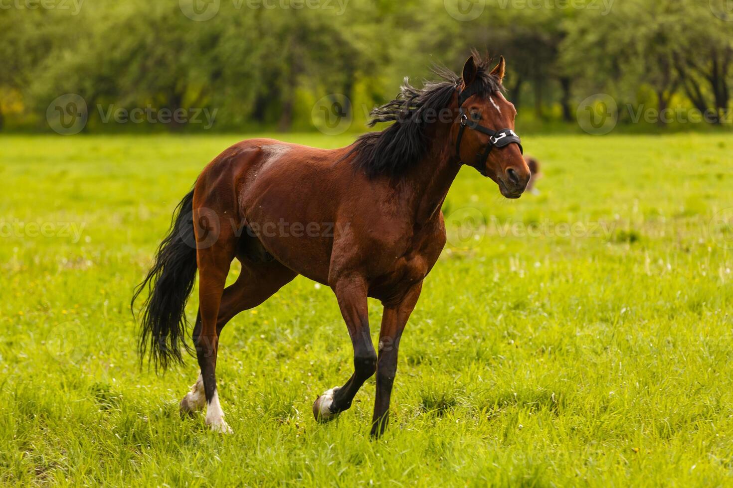 portrait of a chestnut horse in a summer field photo