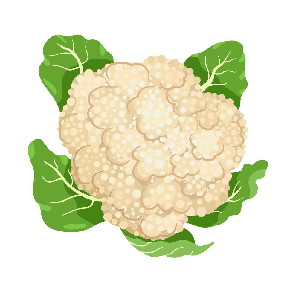 Fresh raw cauliflower with leaves. Healthy food plant. Colored flat illustration of vegetable isolated on white background vector