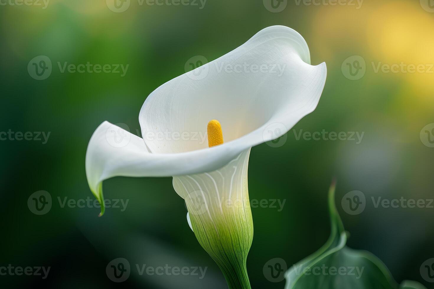 Elegant calla lily in natural light photo