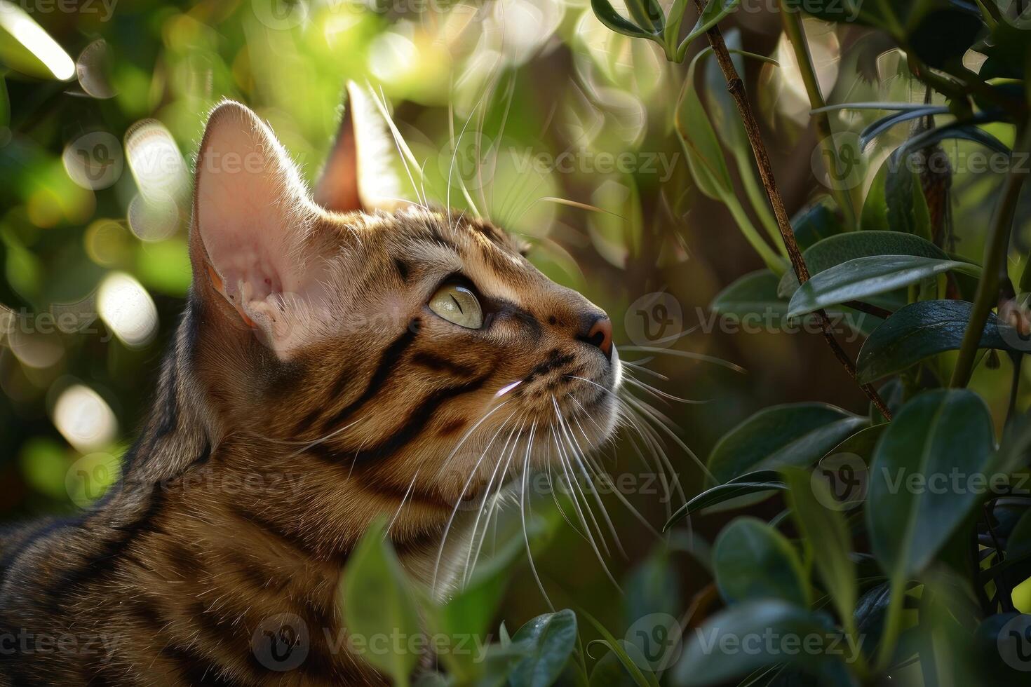 Beautiful bengal cat relaxing outdoors in nature, looking up with curiosity photo