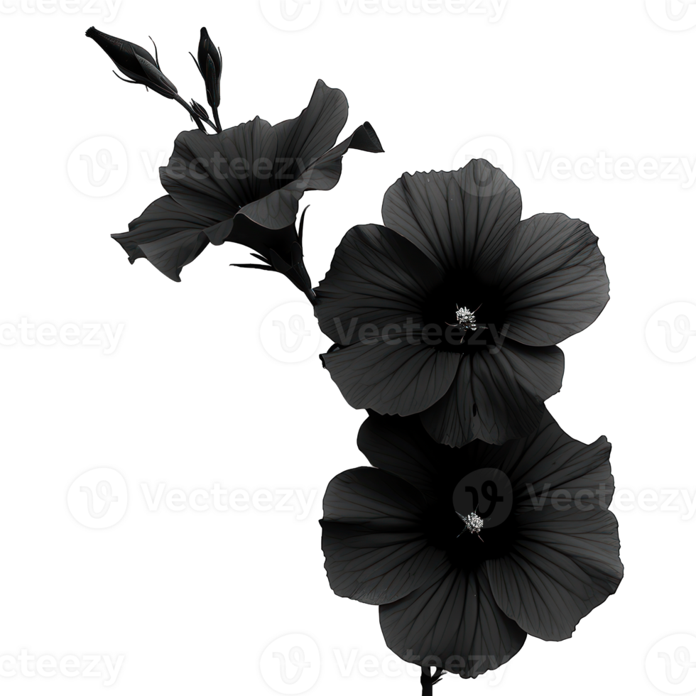 Black flower tulip isolated on a transparent background. , cutout, or clipping path. png