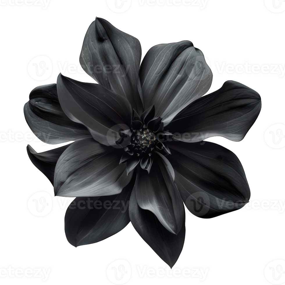 Black flower tulip isolated on a transparent background. , cutout, or clipping path. png