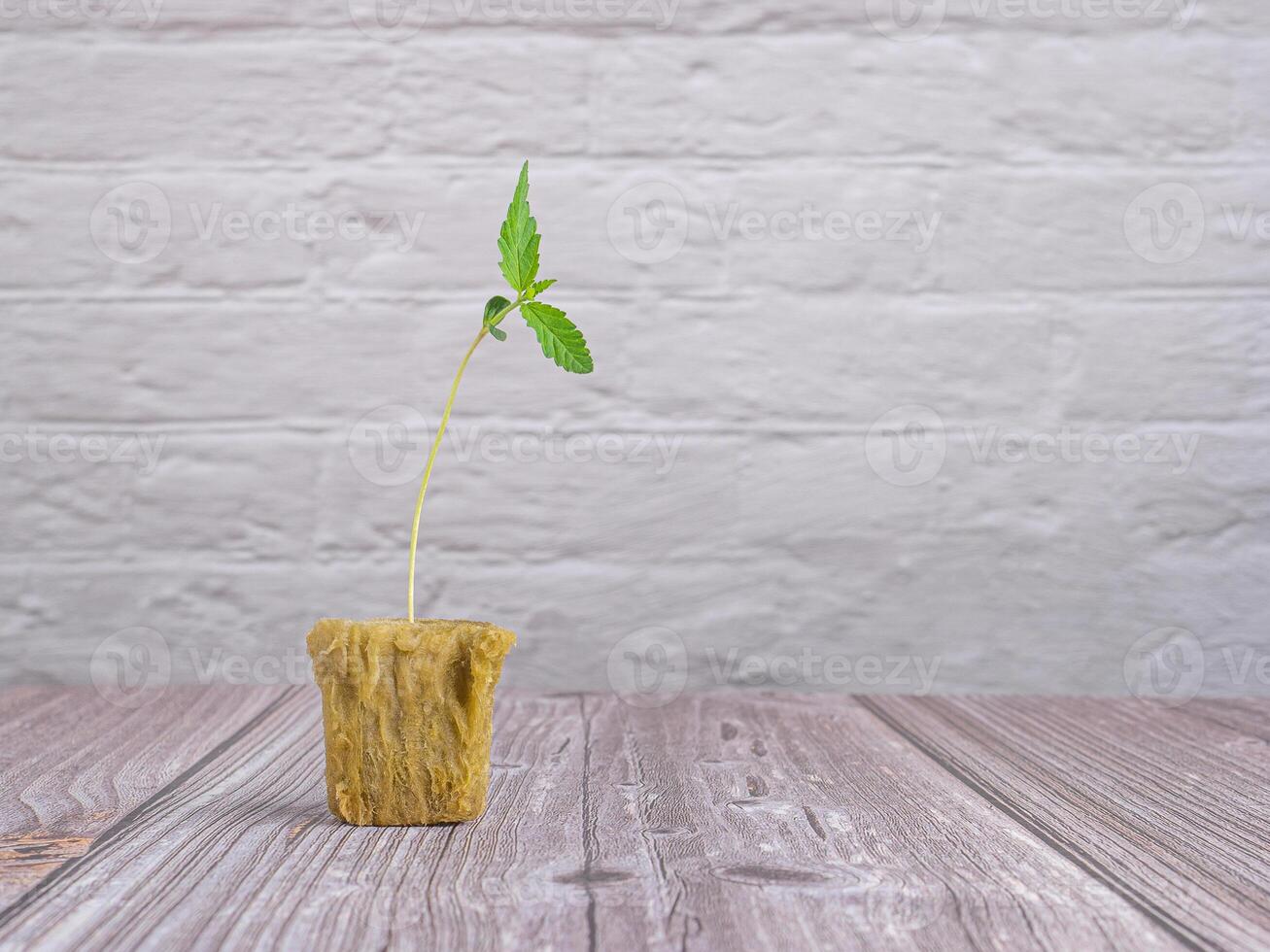 Growing marijuana seedling in rock wool with the hydroponic system. Cannabis plantation concept photo