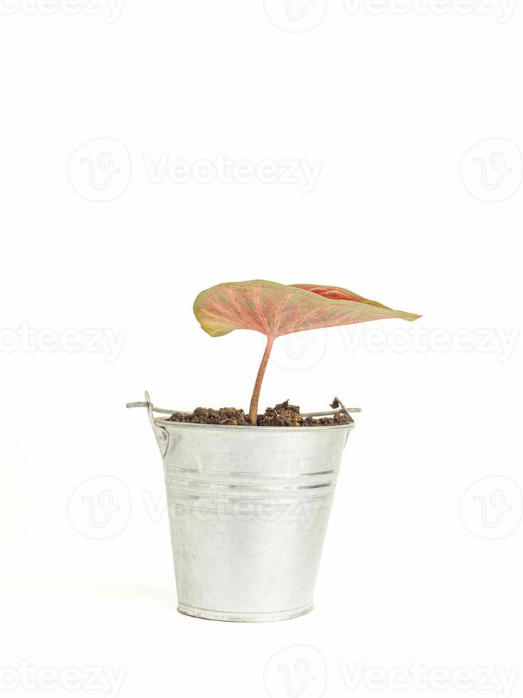 Close-up of red caladium plants in stainless steel tank isolated on white background. Nature and relaxation concept photo