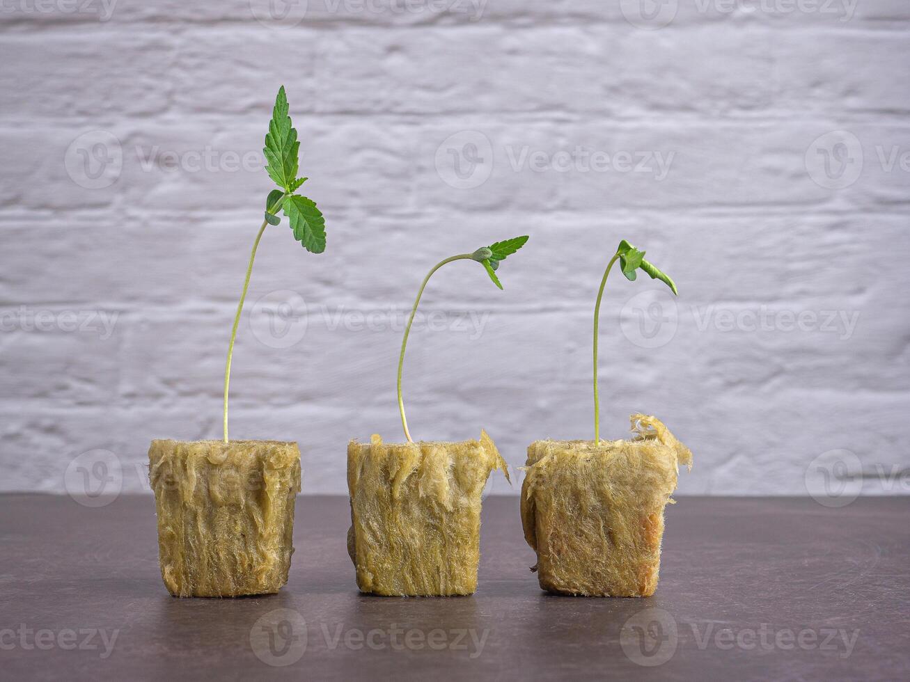 Growing marijuana seedling in rock wool with the hydroponic system placed on a vintage floor with white brick background. Cannabis plantation and medical concept photo