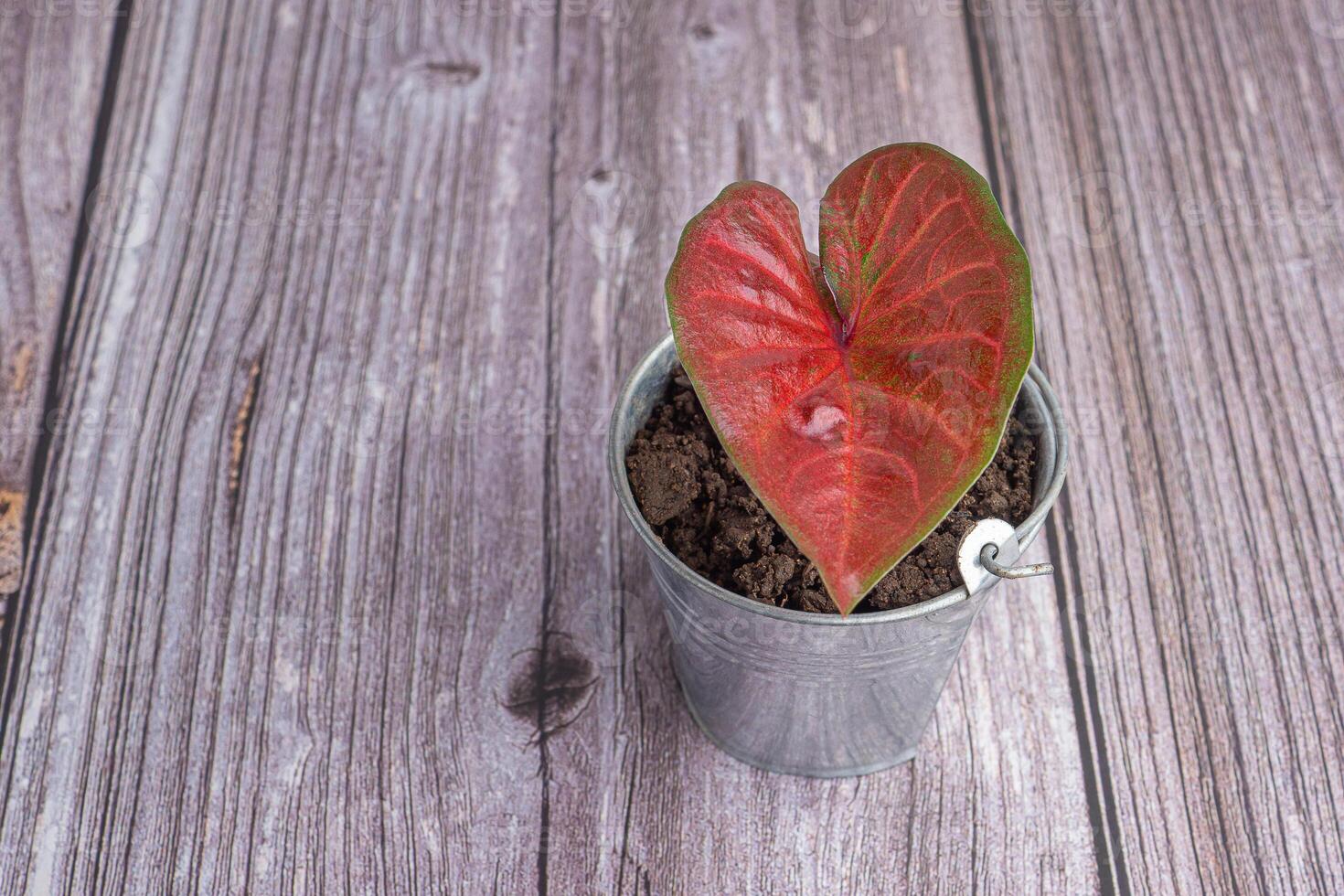 Beautiful red caladium plant in mini potted placed on wooden background. Space for text. Close-up photo. Nature and relaxation concept photo