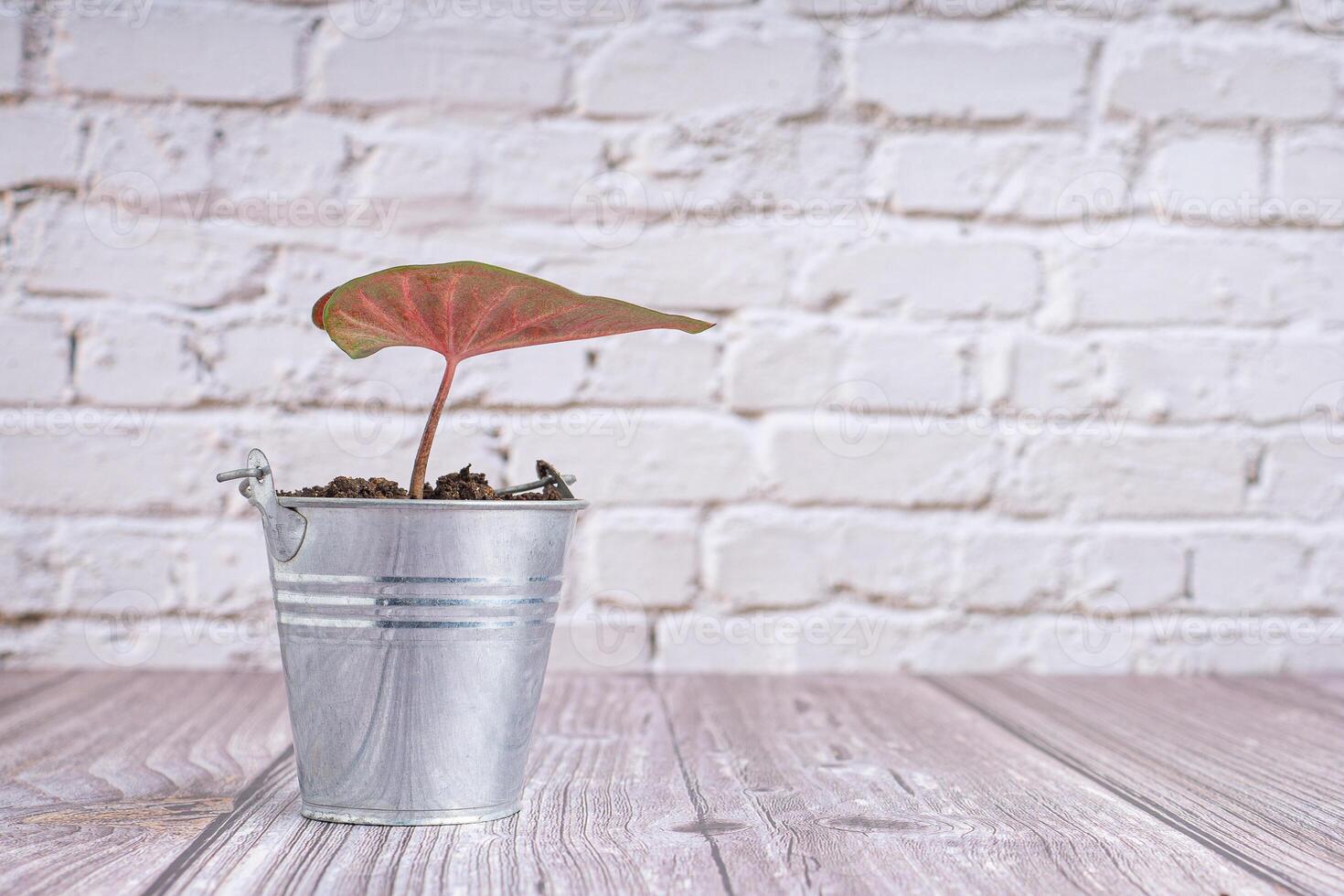 Side view of red caladium plants in stainless steel tank on wooden table with a white brick wall background. photo