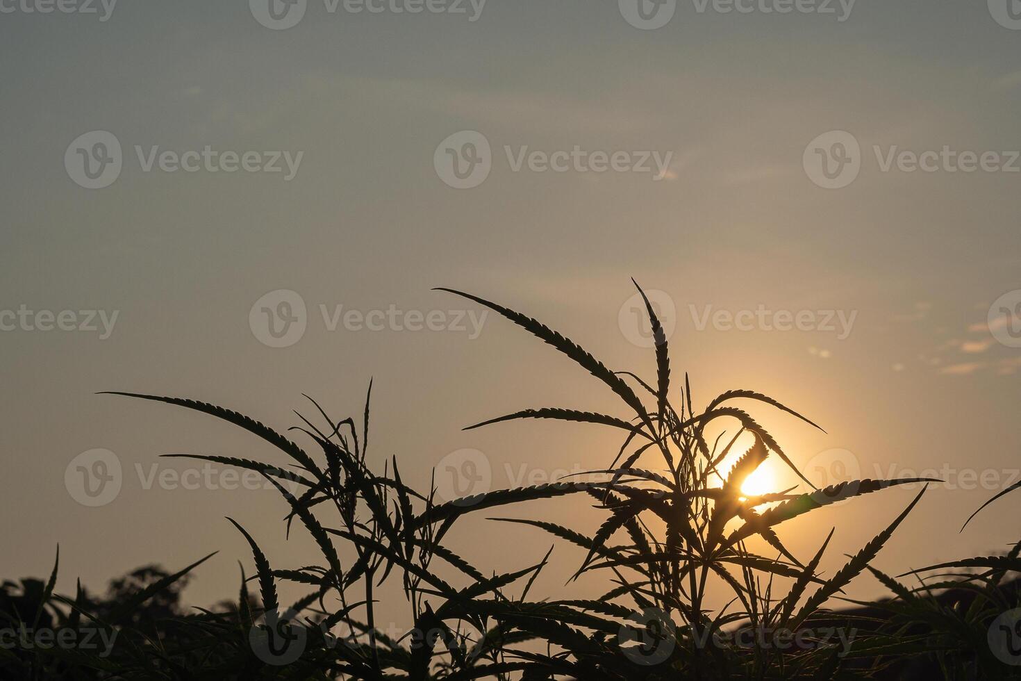 Silhouette of the marijuana plant in the early morning light. Outdoor cultivation silhouette plant. Alternative medicine. Medical cannabis plantation, healthcare, and business concept photo