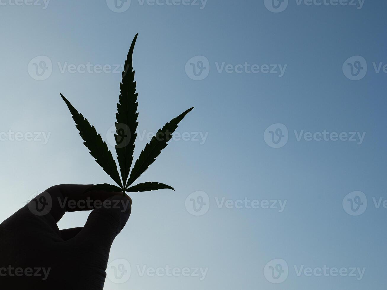 Hand of holding cannabis leaf with the sky background. Silhouette photo with copy space for text. Concept of cannabis plantation for medical