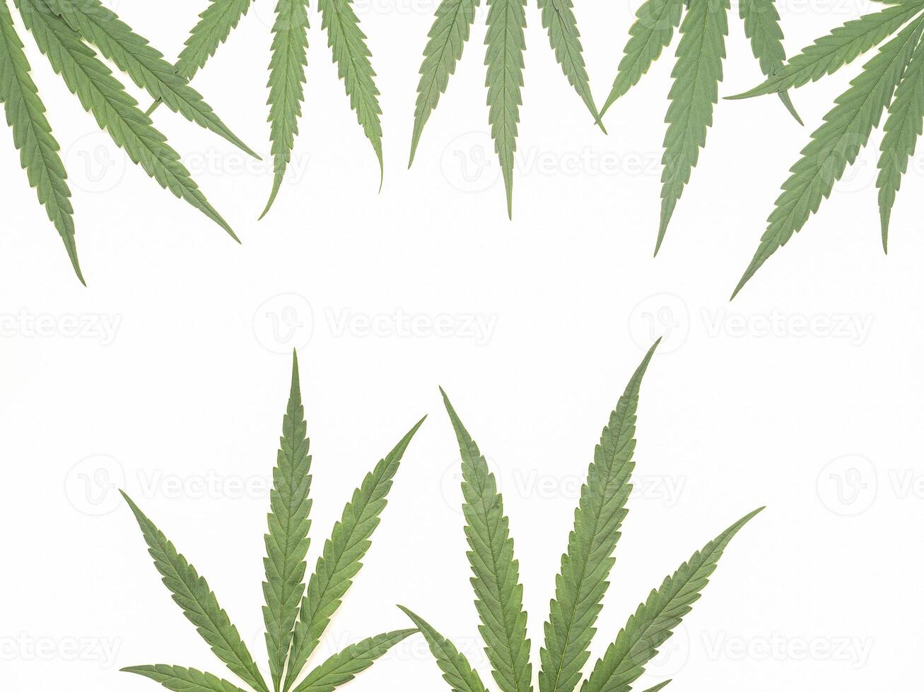 Top view of green cannabis leaves isolated on white background. Alternative medicine. Growing organic cannabis herb on the farm. Marijuana plantation for medical concept photo