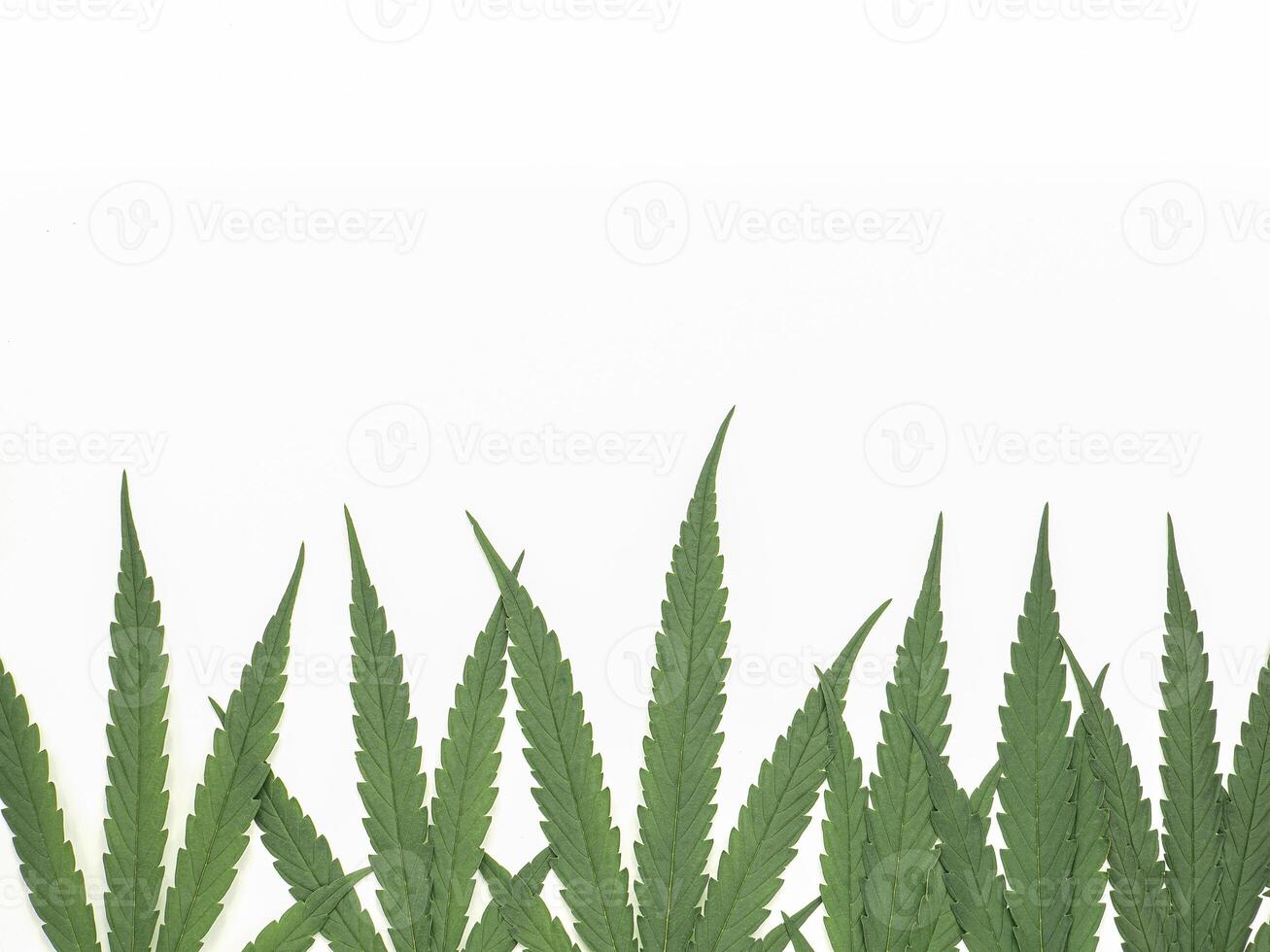 Top view of green cannabis leaves isolated on white background. Alternative medicine. Growing organic cannabis herb on the farm. Marijuana plantation for medical concept photo