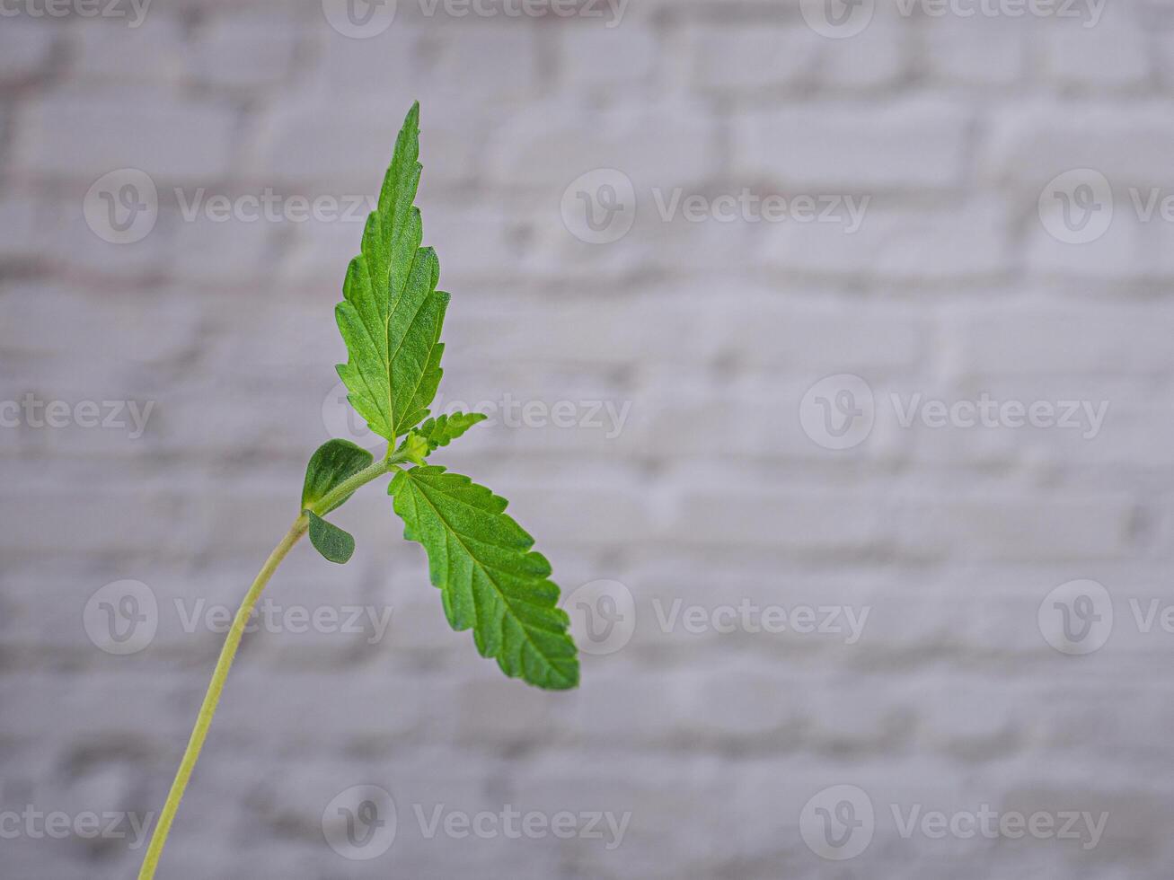 Close-up of marijuana leaves with white brick wall background. Concept of cannabis plantation and medical photo