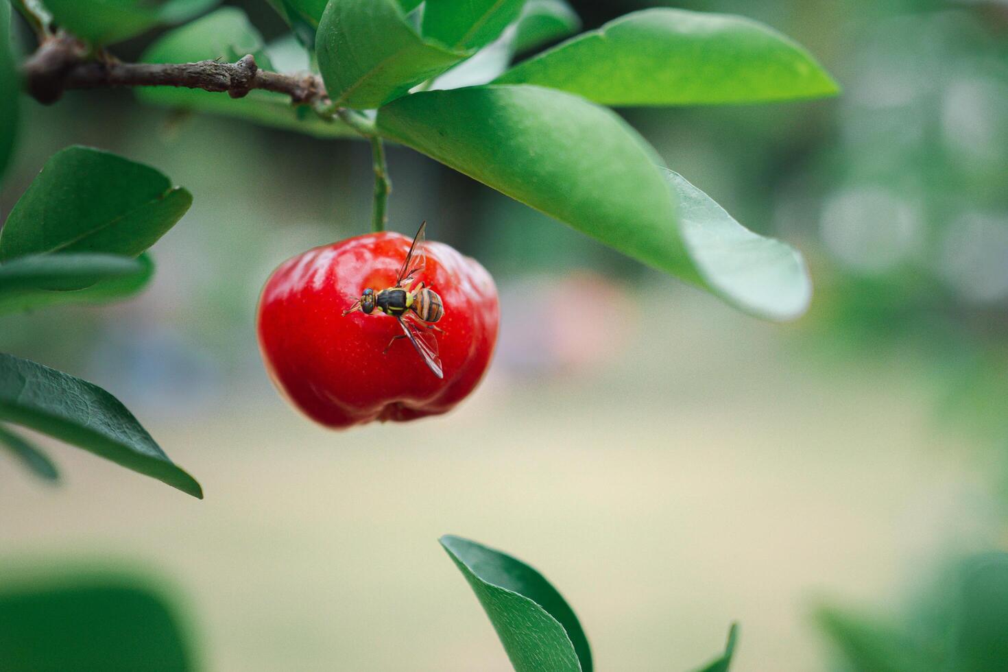 Close-up of ripe red acerola cherry fruit hanging from a branch on a tree. High vitamin C and antioxidant fruits. Concept of healthy fruits photo
