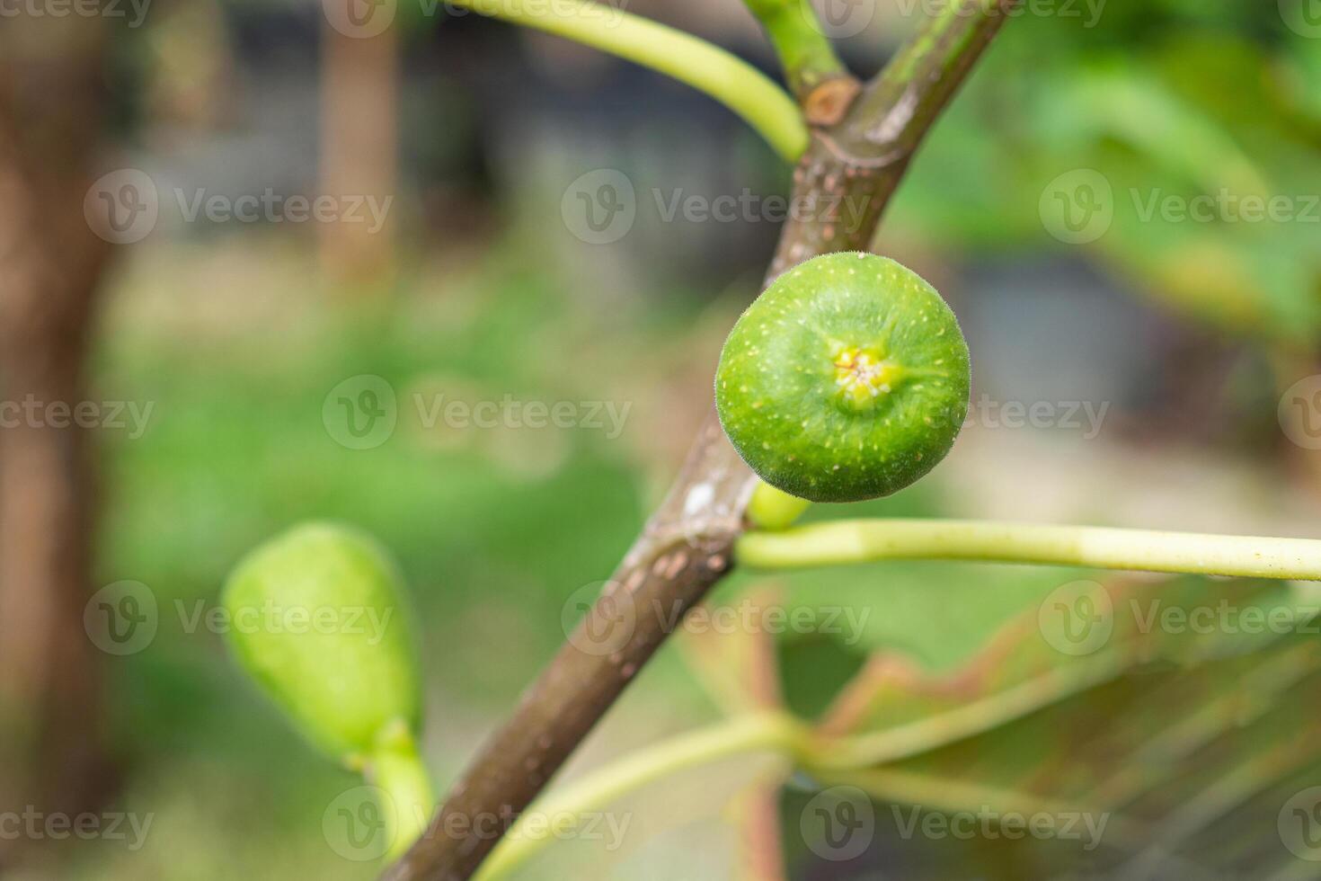 Close-up photo of green unripe fig fruit growth on a branch. Vitamins fruit. Space for text. Concept of fruits healthy