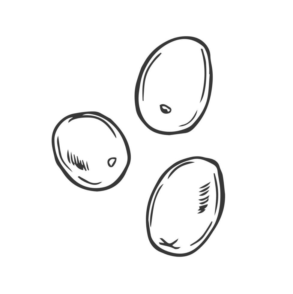 Olive hand drawn sketch in doodle style isolated on white background vector