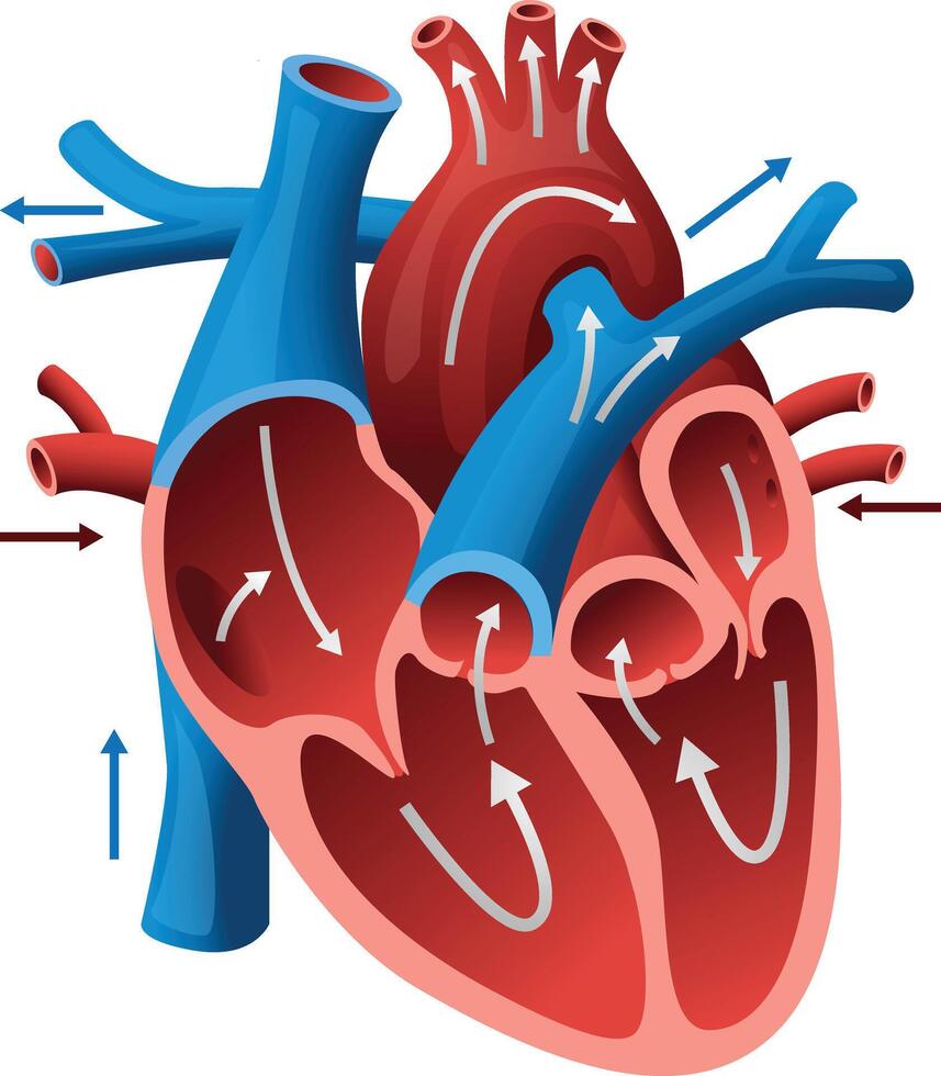 Anatomy of the human heart. Cross sectional diagram of the heart with no label vector