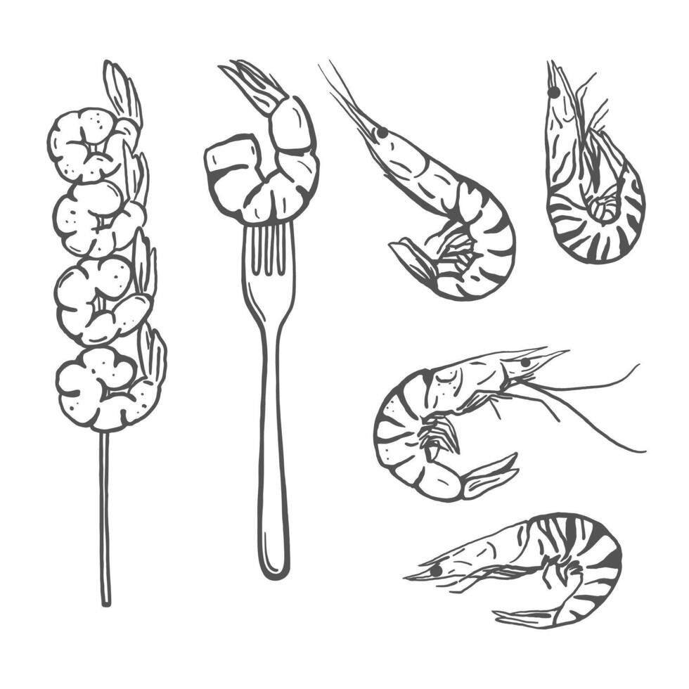 Hand drawn sketch style shrimp set. Simple seafood design for restaurant, menu, market, recipes vector