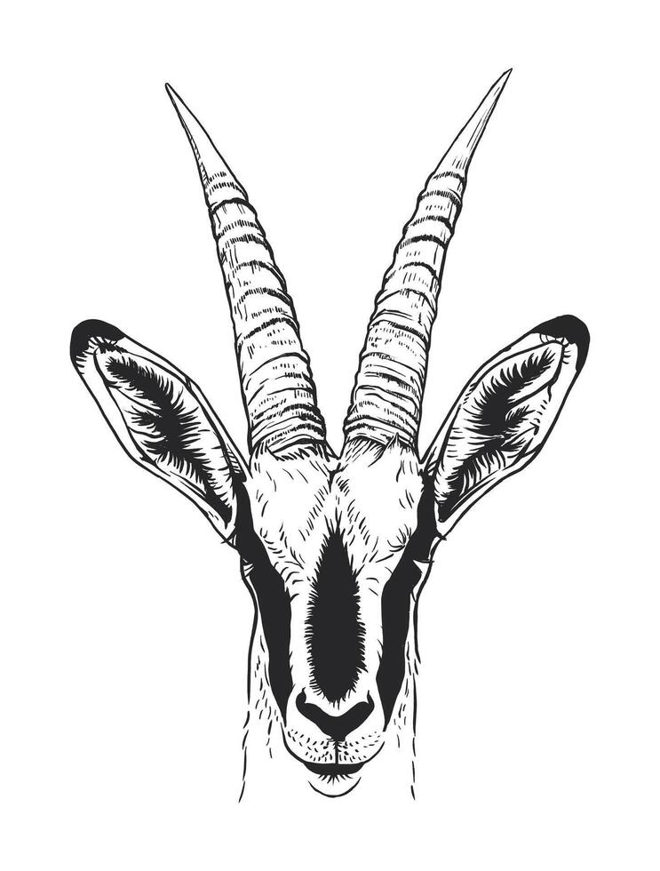A detailed black and white sketch of a Springbok's head, facing forward vector