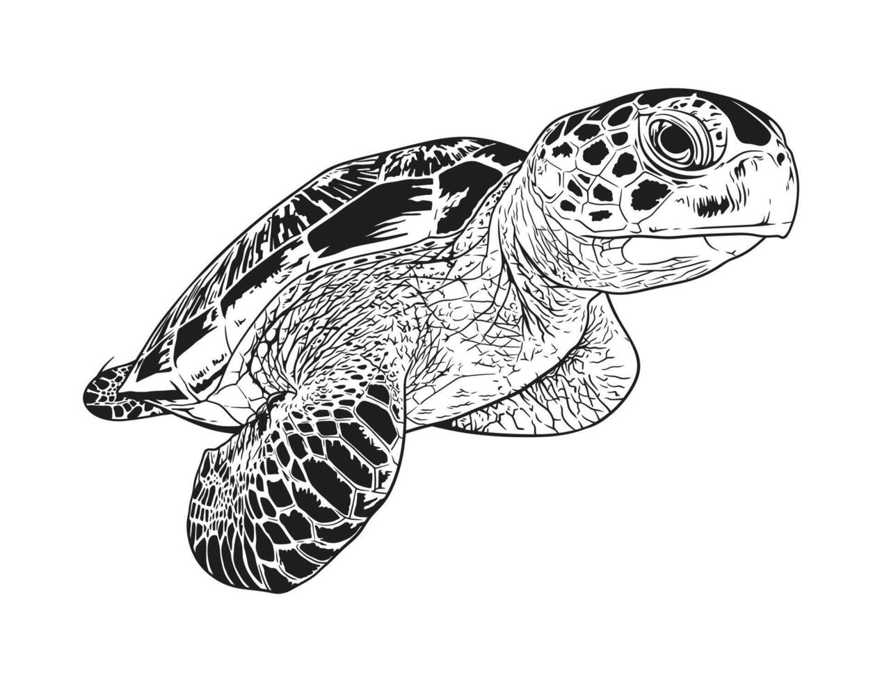 Detailed illustration of a sea turtle against white background vector