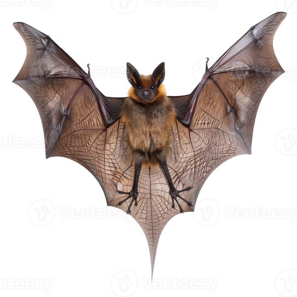 bat transparent background png