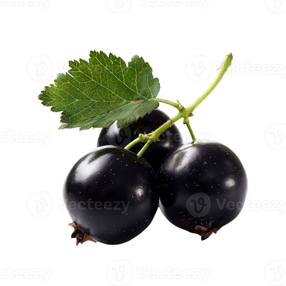 blackcurrant transparent background png