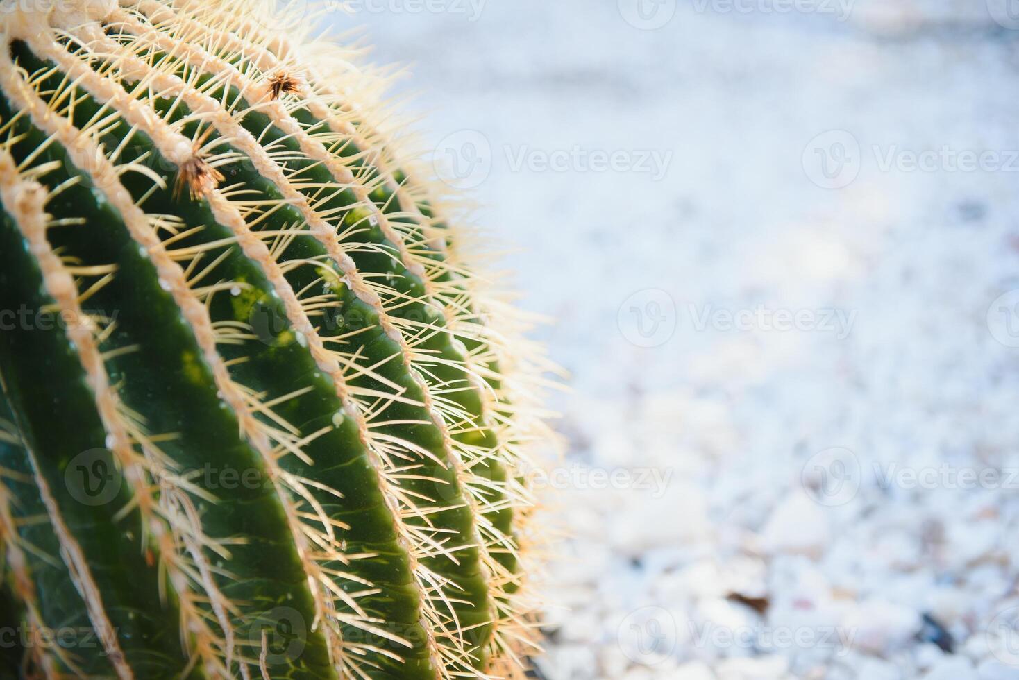 DETAIL VIEW OF THE CARDON CACTUS IN SUMMER WITH RICH BLUE GREEN AND TORQOUISE COLORS photo