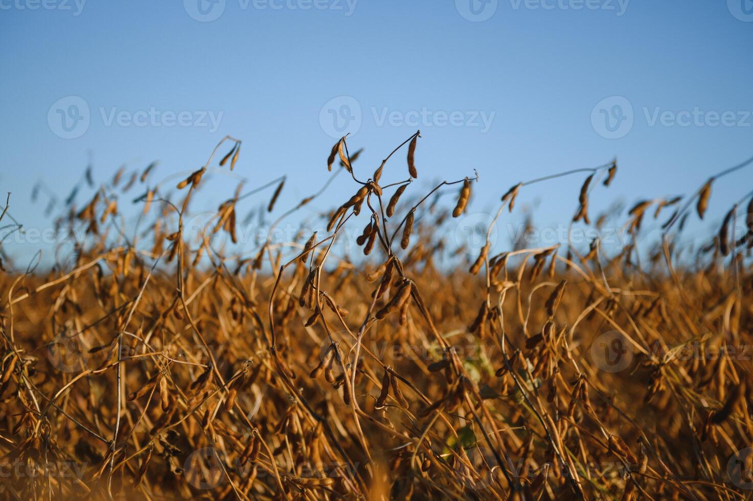 Soy field and ripe soy plants at sunrise. Soy agriculture photo