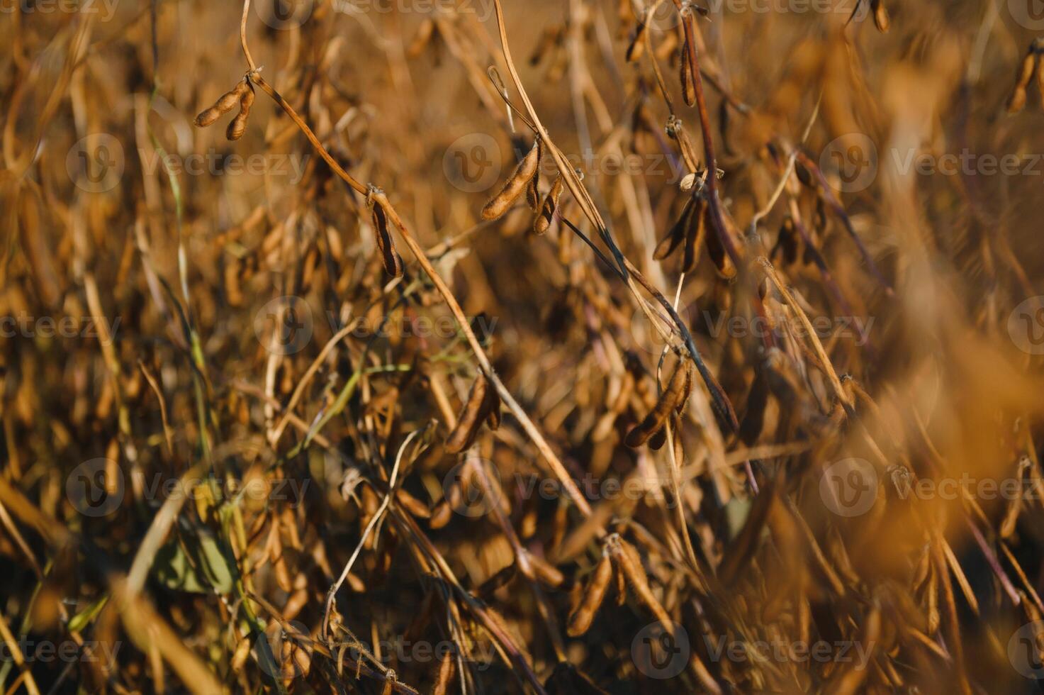 Soy field and ripe soy plants at sunrise. Soy agriculture photo