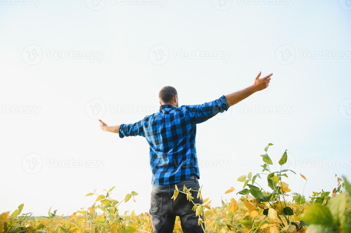 Agronomist inspecting soya bean crops growing in the farm field. Agriculture production concept. young agronomist examines soybean crop on field in summer. Farmer on soybean field photo