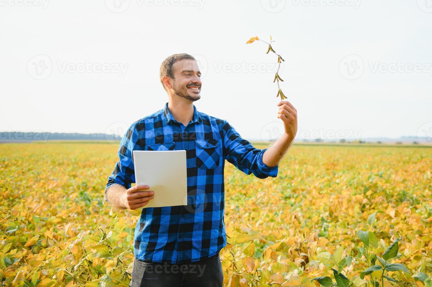 A farmer agronomist inspects soybeans growing in a field. Agriculture photo
