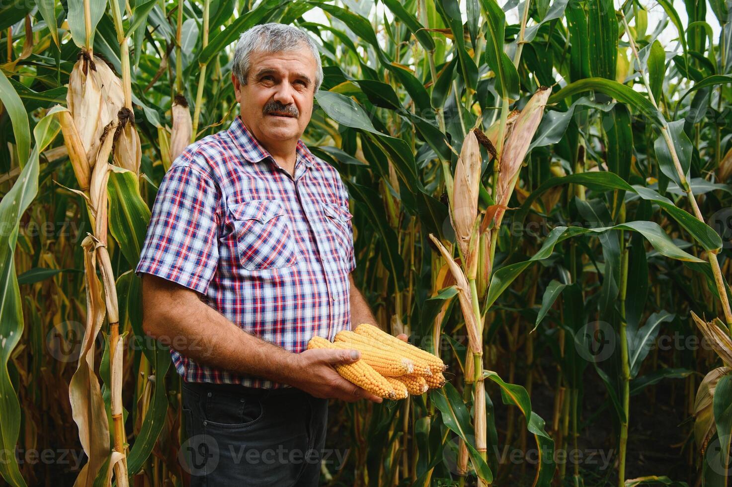 farmer inspecting corn cob at his field photo