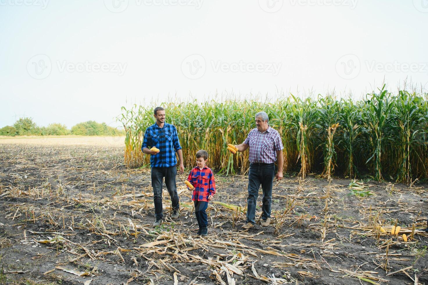 Portrait of the old farmer man standing in his field full of harvest together with his son and grandson. Family farming. photo