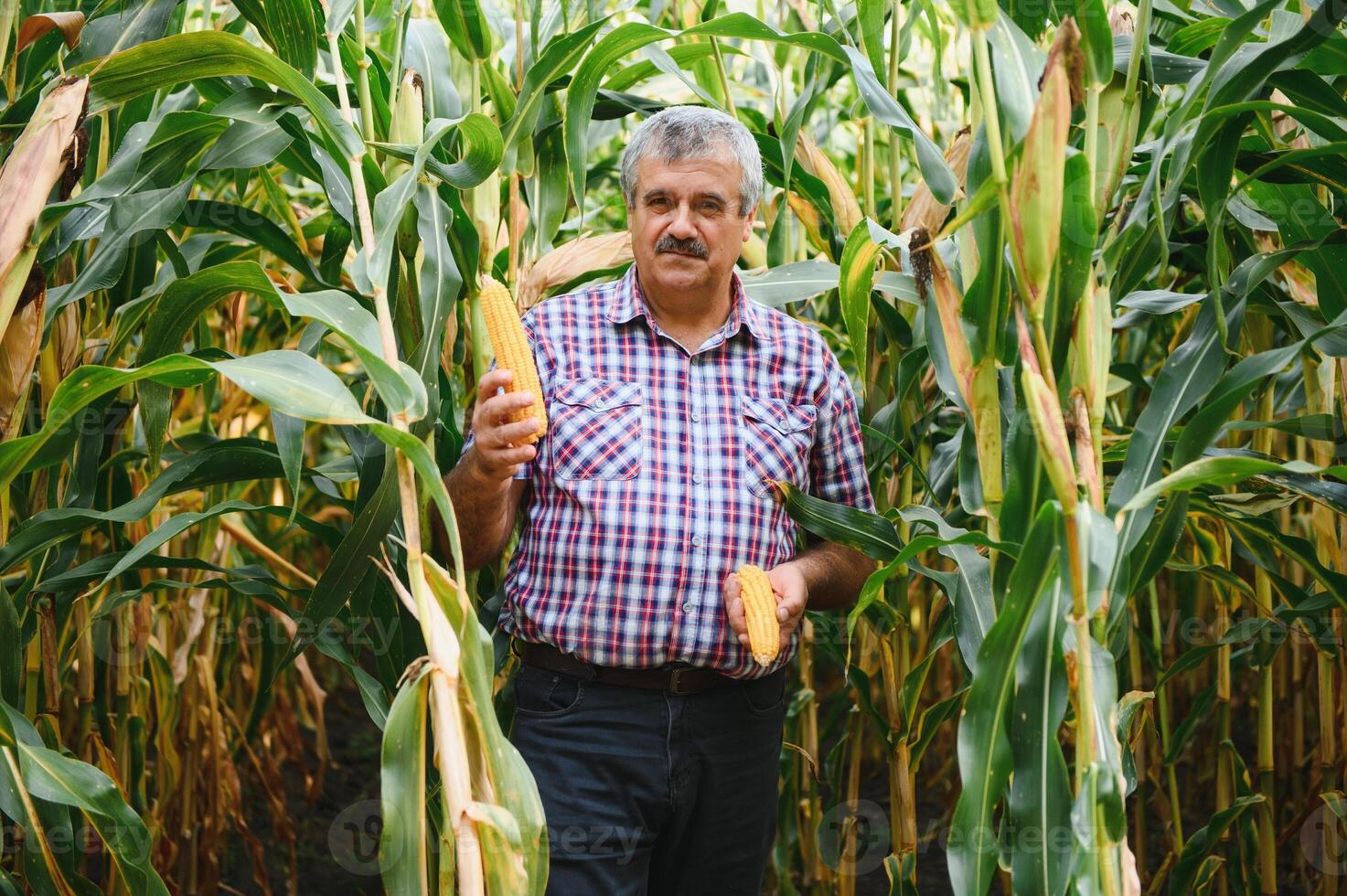 Young farmer examine corn seed in corn fields during harvest photo