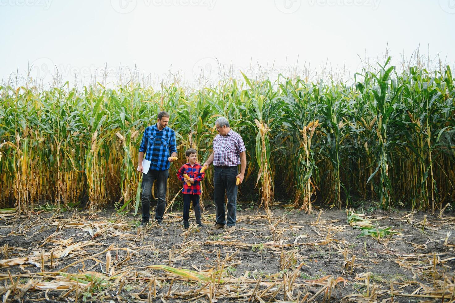 Portrait of the old farmer man in his field full of harvest together with his son and grandson. Family farming. photo