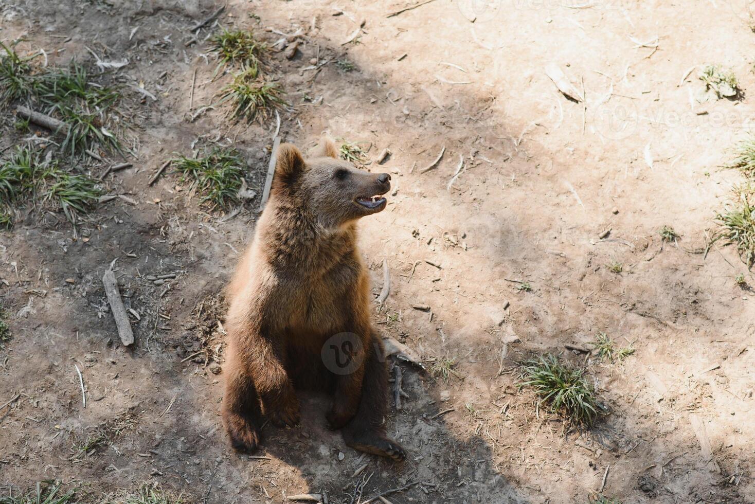 Picture of a big brown bear photo