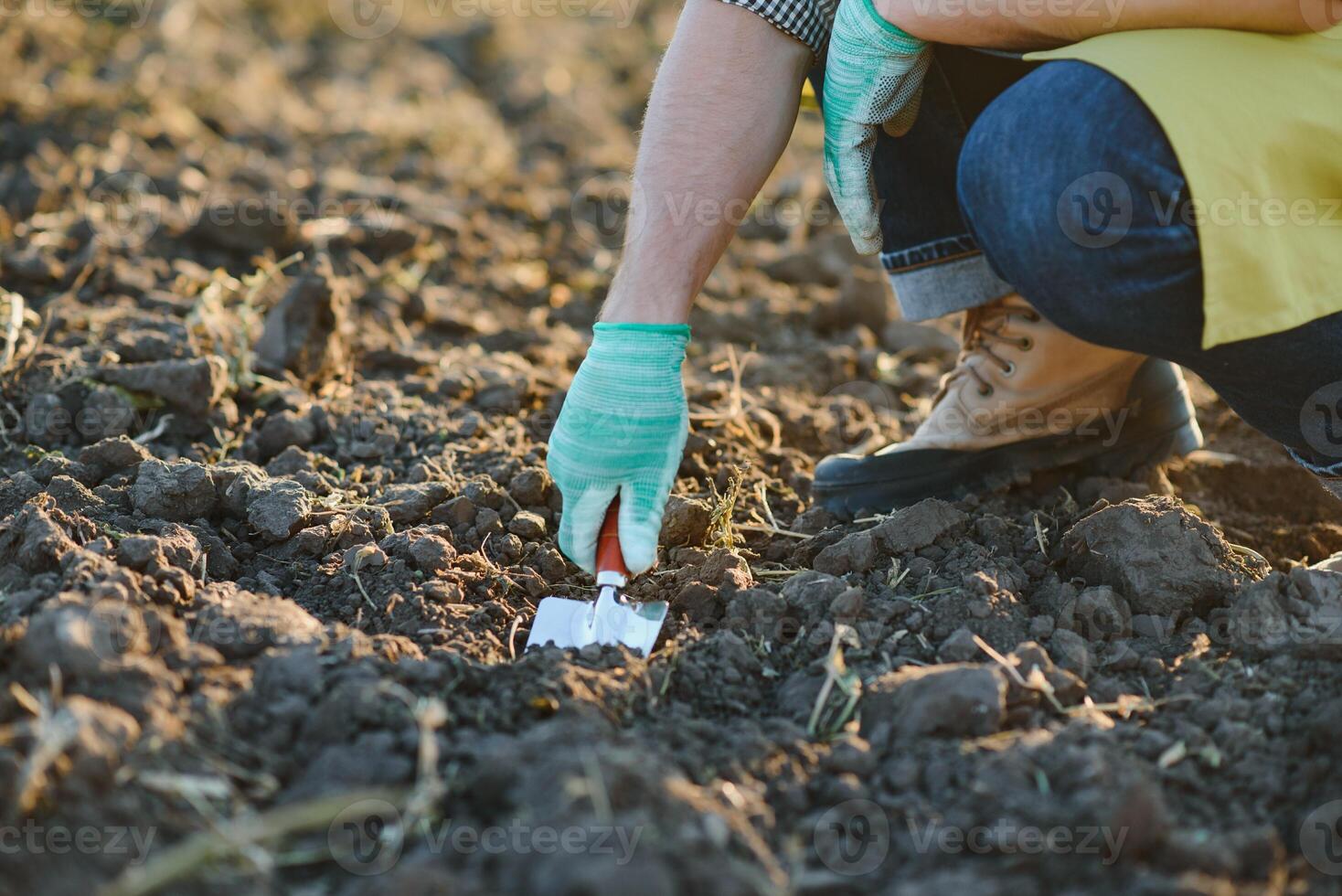 Gloved hands and shovels shovel the soil.A hand in a white gardening glove works with a tool. photo