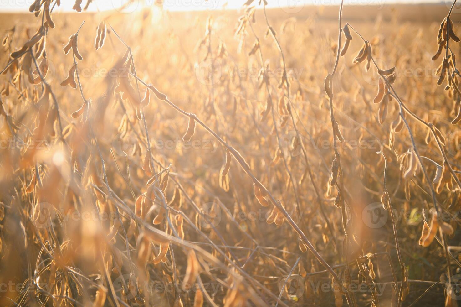 Soybean lit by sunrays. Selective focus on detail. photo
