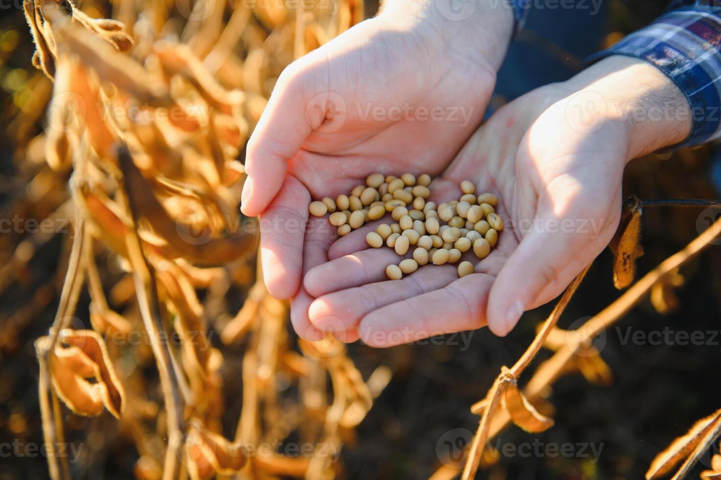 Agronomist inspects soybean crop in agricultural field - Agro concept - farmer in soybean plantation on farm. photo