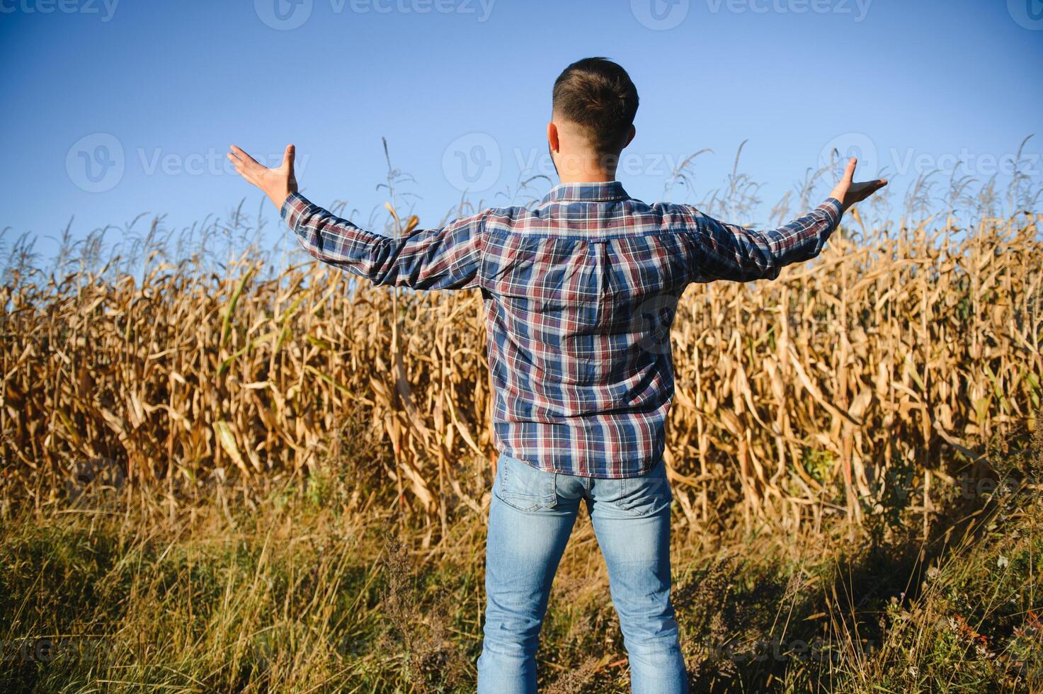 A young agronomist inspects the quality of the corn crop on agricultural land. Farmer in a corn field on a hot sunny day. photo