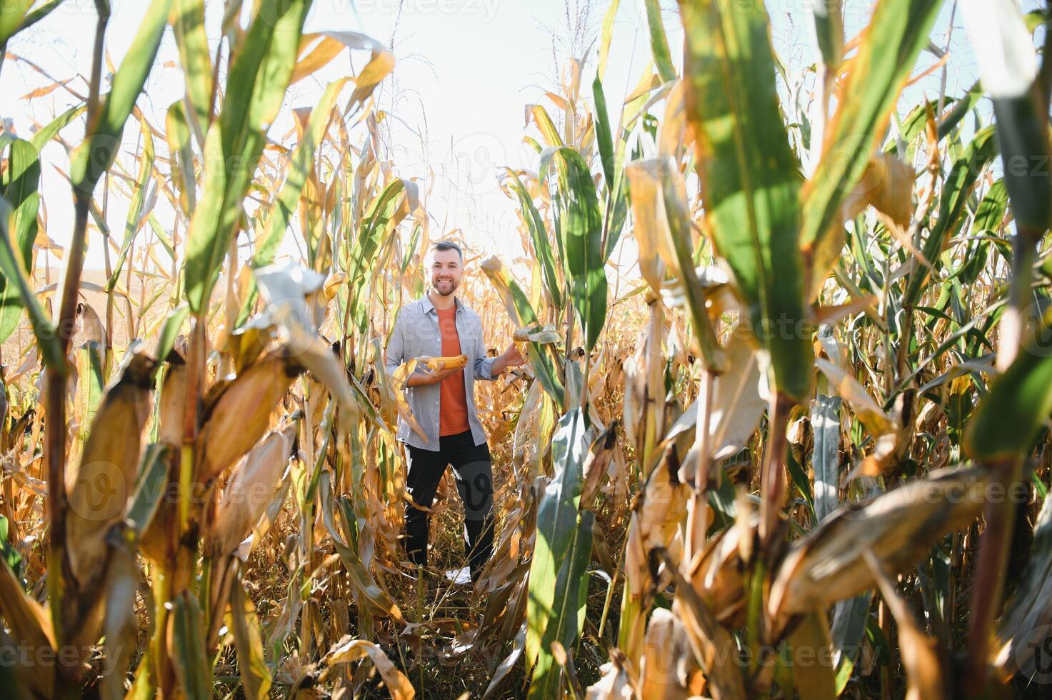 A young agronomist inspects the quality of the corn crop on agricultural land. Farmer in a corn field on a hot sunny day. photo
