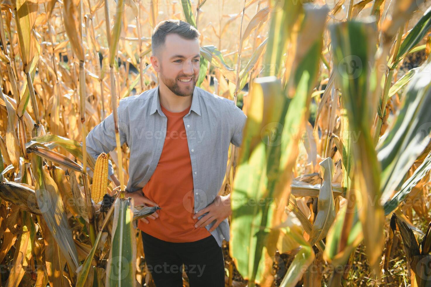 A man inspects a corn field and looks for pests. Successful farmer and agro business photo