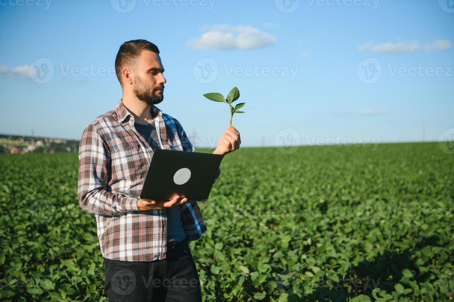 Agronomist inspecting soya bean crops growing in the farm field. Agriculture production concept. young agronomist examines soybean crop on field in summer. Farmer on soybean field photo