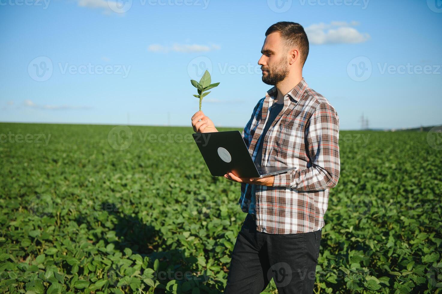 Young handsome agriculture engineer squatting in soybean field with laptop in hands in early summer photo
