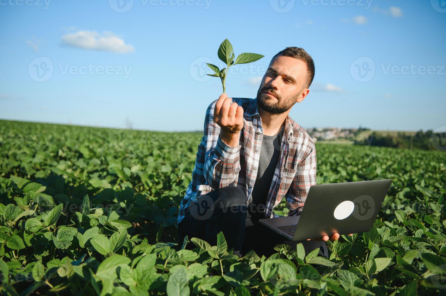 Young handsome agriculture engineer squatting in soybean field with laptop in hands in early summer photo